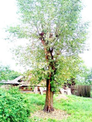 В Пронске молния прошила огромный тополь