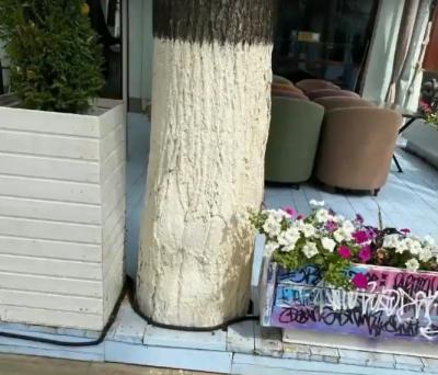 Рязанка рассказала об умирающих деревьях на улице Почтовой