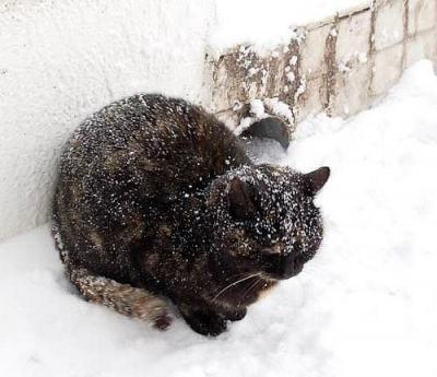 В Рязани ограбили пенсионерку, кормившую кошек