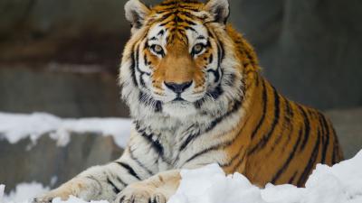 Рязанские школьники могут рассказать, как у них дома живёт амурский тигр