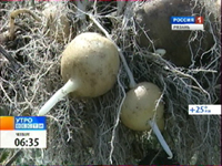 Длительная жара ускорила цикл развития рязанского картофеля