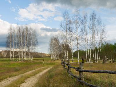 Рязанская область лидирует среди регионов, обеспокоенных нашествием непарного шелкопряда