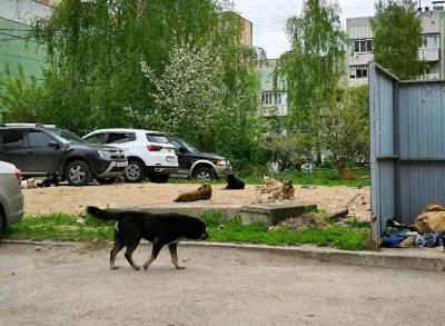 Рязанцы пожаловались на стаю собак на улице Новосёлов