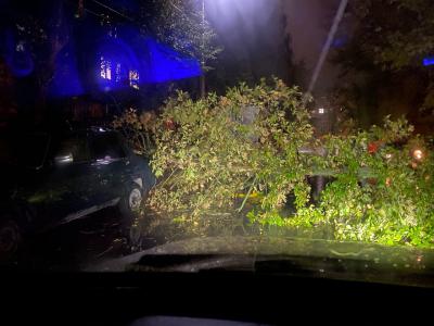 В Приокском дерево рухнуло на автомашины