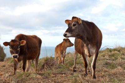 В Рязанскую область прибыло ещё 537 коров джерсейской породы