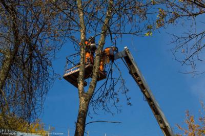 В Рязани ведётся валка аварийных деревьев