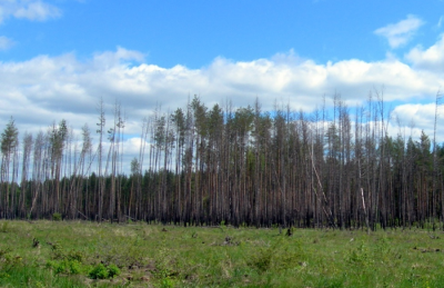 Изменение законодательства позволит оперативно выявлять лесопатологические проблемы Рязанщины