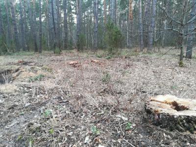 Рязанцы обеспокоены вырубкой сосен в лесу около деревни Ласково