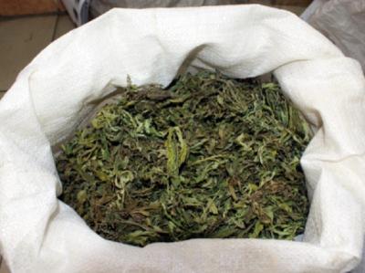 Сасовца уличили в хранении марихуаны нового «урожая»