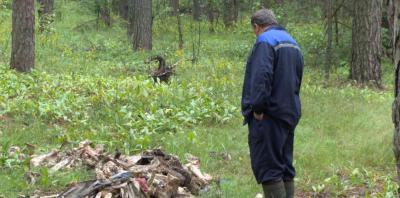 Россельхознадзор велел местным властям убрать останки животных из солотчинского леса