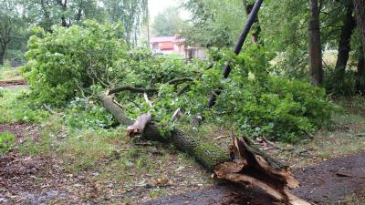 В Сараевском районе сильный ветер оборвал провода и повалил деревья