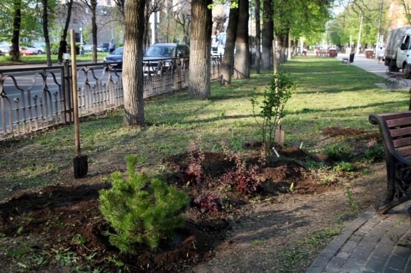 На бульваре на улице Есенина в Рязани высадили сосны и гортензии
