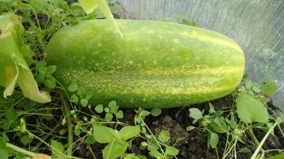 Жительница Шацкого района вырастила килограммовый огурец