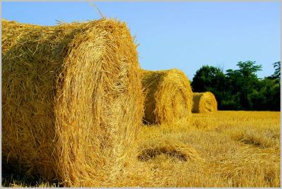 Рязанские аграрии продолжают заготовку кормов