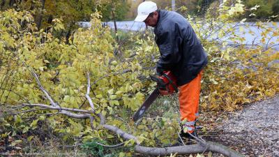 В Рязани продолжают валить аварийные деревья