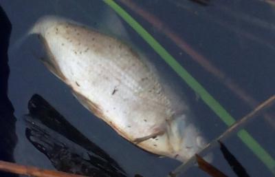 Рязанцы обнаружили в реке Листвянке мёртвую рыбу