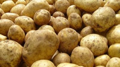 Жителя села Заборье поймали на краже картофеля с клепиковского поля