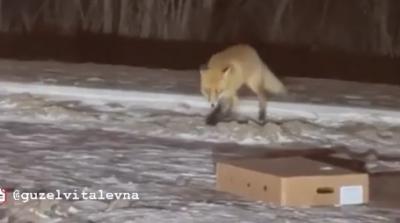 В Рязани вновь встретили лису
