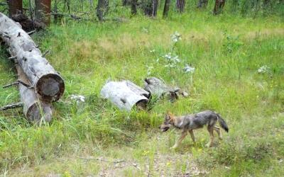 В Окском заповеднике рассказали, чем живут волки