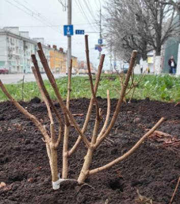 На Первомайском проспекте в Рязани высадили гортензии