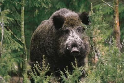 В Окском биосферном заповеднике выявлена африканская чума свиней