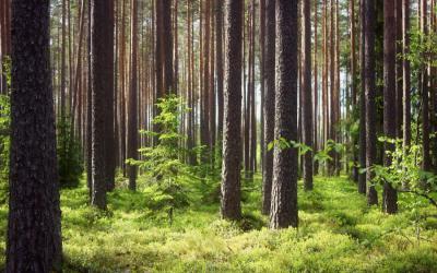 В Рязанском регионе планируют собрать более 120 миллионов рублей лесных платежей