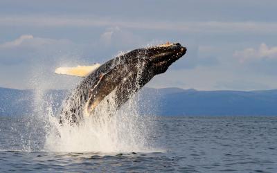 Симфония в карьере и танцы китов: МТС Travel предложил рязанцам ТОП-5 маршрутов приключенческого туризма