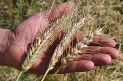 Рязанские хлеборобы завершили уборку зерновых