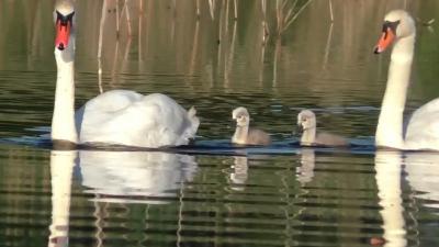 Семья лебедей в Новомичуринске попала на видео