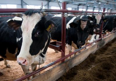 В рязанском селе Кораблино просят убрать лагерь для коров от жилых домов