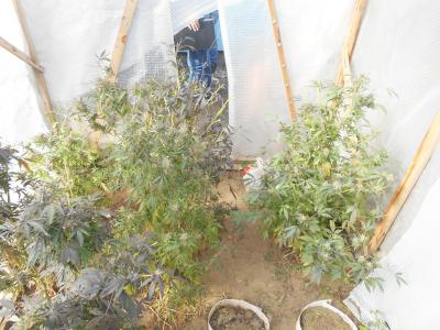 Жительница села Поляны выращивала в теплице коноплю