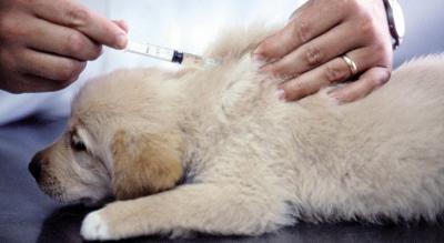 Пителинские ветеринары прививают кошек и собак от бешенства