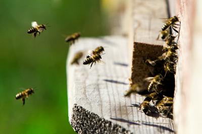 Покусанная пчёлами рязанка взыскала с пасечника 15 тысяч рублей
