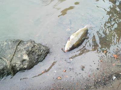 В Шиловском районе из-за загрязнения реки погибла рыба