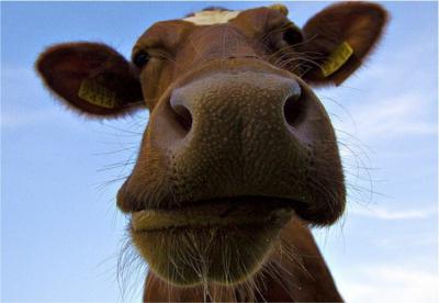В Рязанском районе проживает самая продуктивная корова