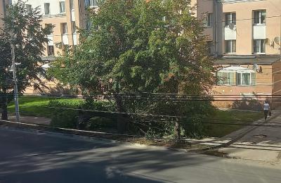 На улице Маяковского в Рязани упало дерево