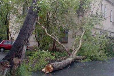 В Рязани на голову жителей Касимовского шоссе падают деревья
