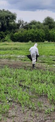 Ветеринары выясняют причину гибели чаек в пойме Трубежа