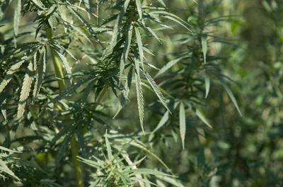 В Ермишинском районе задержали мужчину, заготавливающего коноплю