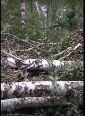 Жители Чёрненького сняли последствия урагана на тропе к озеру
