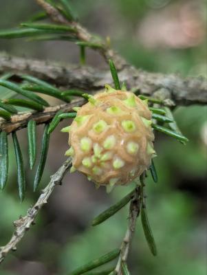 Рязанцы обнаружили на ёлке неизвестные новообразования 