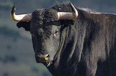 Воры успели разделать быка, украденного в Александро-Невском районе