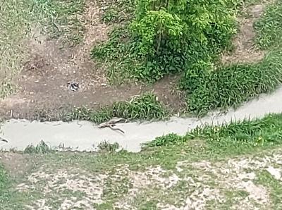 Рязанцы пожаловались на грязь в ручье Быстрец
