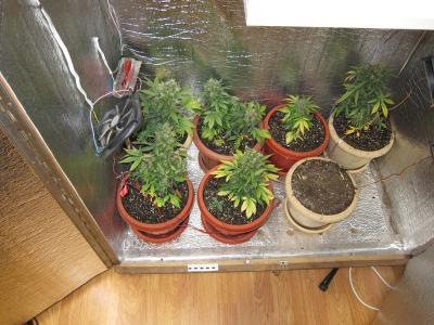 выращивать марихуану шкафу