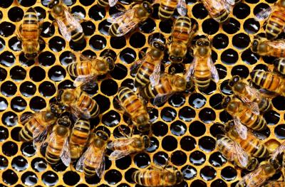 Пасечников Захаровского района попросили ограничить лёт пчёл на неделю