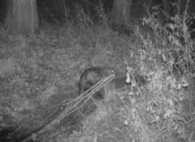 В Окском заповеднике считают бобров