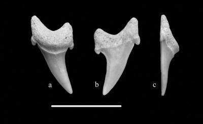 Найденные под Рязанью зубы акул могут принадлежать незнакомым науке видам