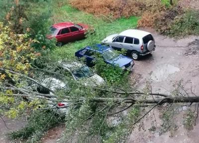 В Рязани упало очередное дерево
