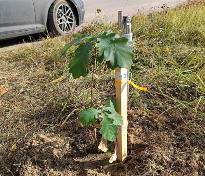 Рязанцы посадили семейные дубы на улице Соколова