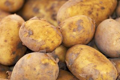 Рязанцы планируют сажать на дачах больше картофеля